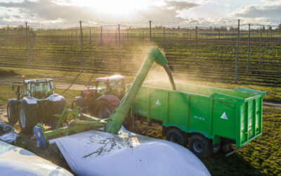 Grain storage in bags